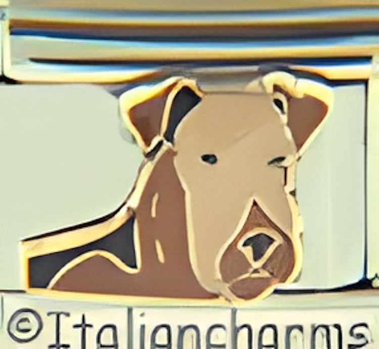 Airedale Terrier with Tan Face