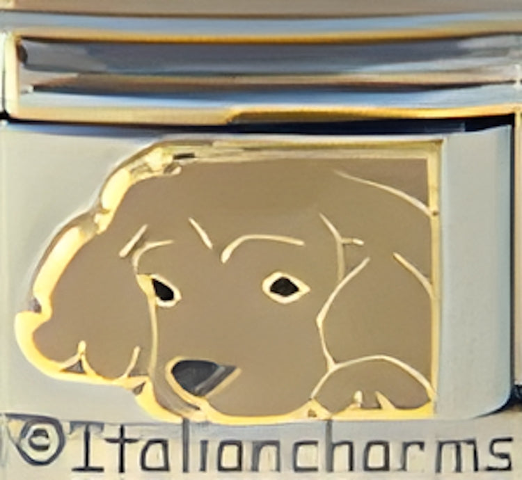 Cocker Spaniel All Brown
