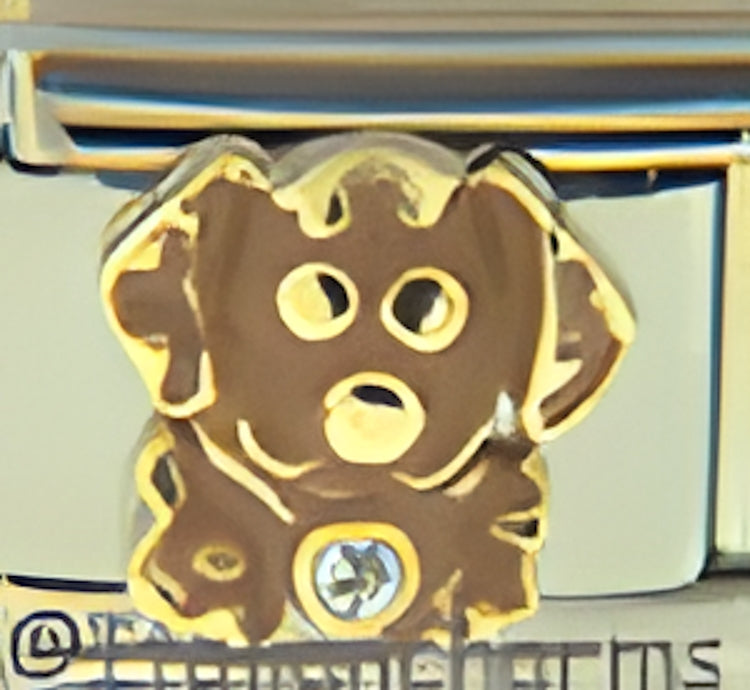 Brown Dog with CZ