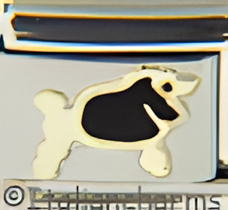 Plump Black Poodle