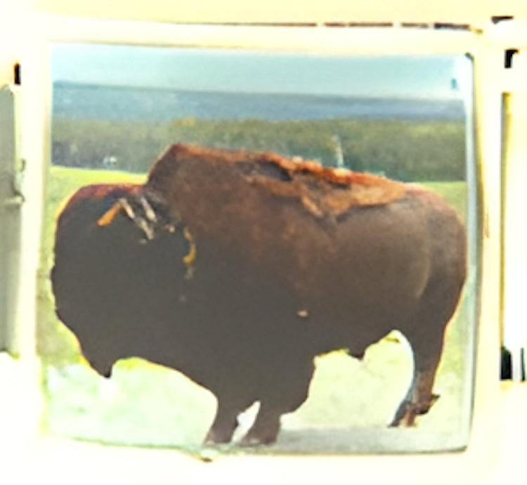 Buffalo Facing Left Photo Charm