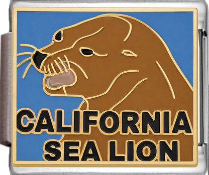 California Sea Lion On Blue