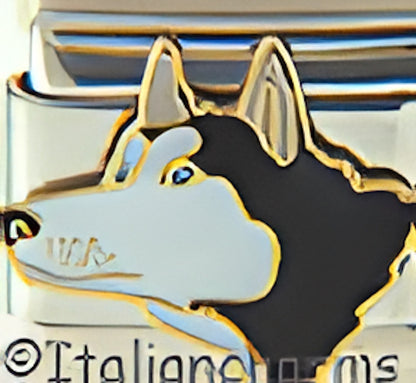 Alaskan Husky Side View