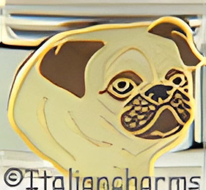 Pug With Brown Face Side View