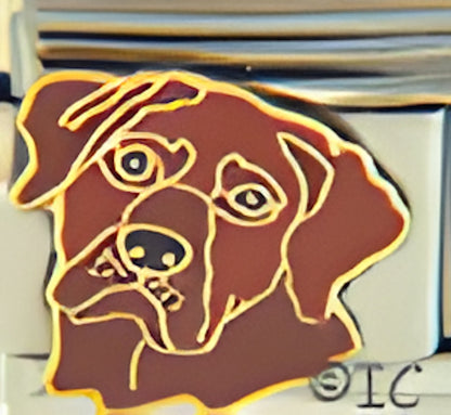 Red Labrador