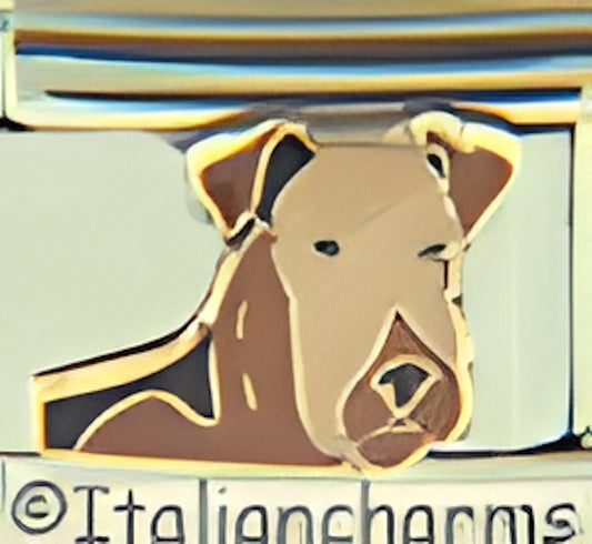 Airedale Terrier with Tan Face