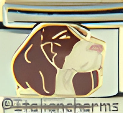 Brown and White Springer Spaniel
