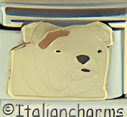 Bull Dog with Brown Streak
