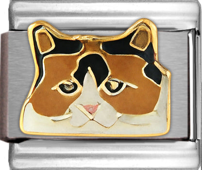 Calico Cat with Black Hair on Top