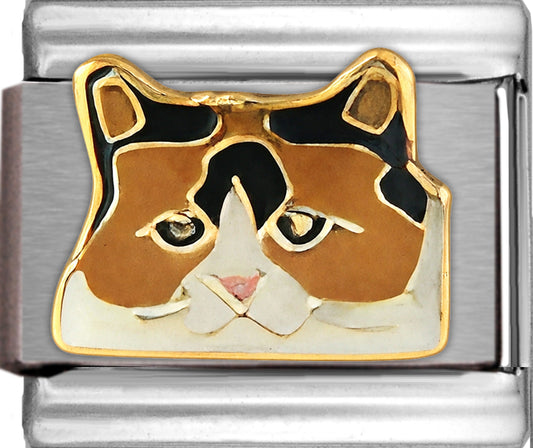 Calico Cat with Black Hair on Top