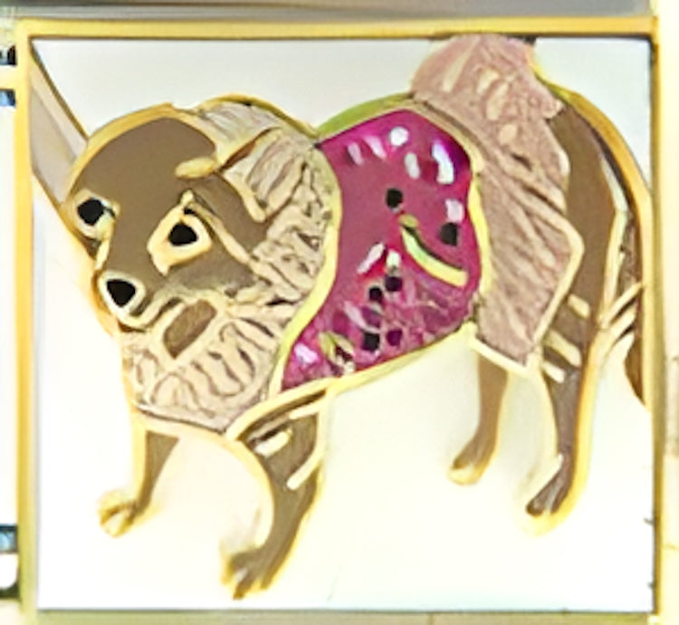Chihuahua in Pink with White Background