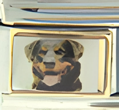 Rottweiler Photo