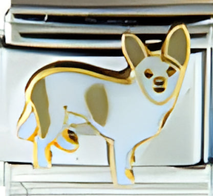 Tan and White Chihuahua