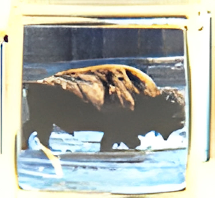 Buffalo Facing Right Photo Charm