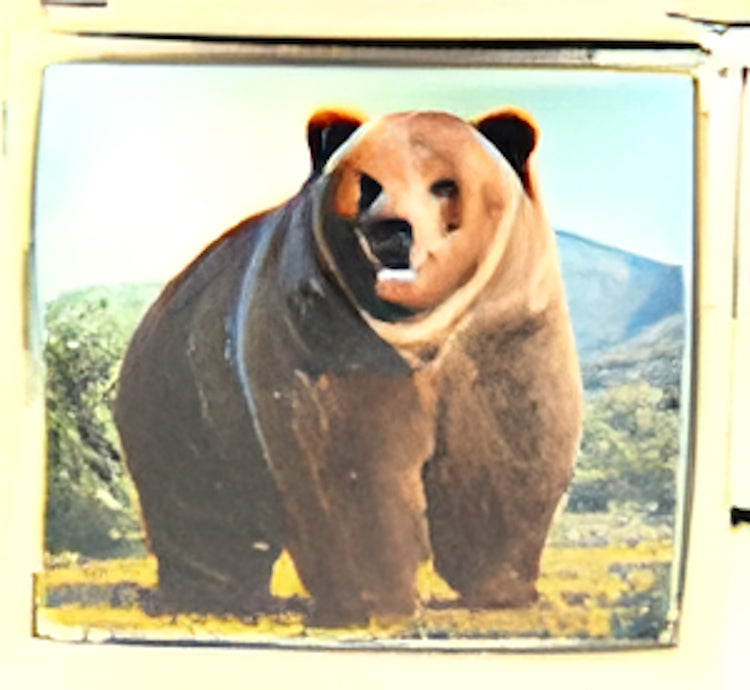 Endangered Grizzly Bear Photo Charm