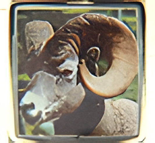 Big Horn Sheep Photo Charm