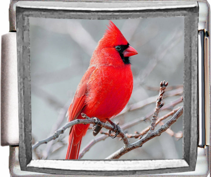 Red Cardinal on Branch Photo Charm