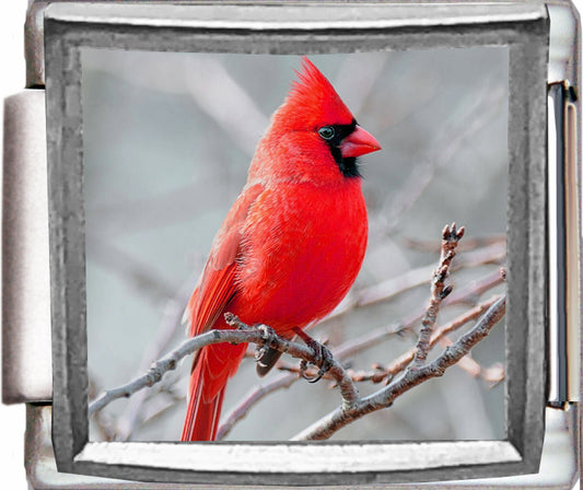 Red Cardinal on Branch Photo Charm