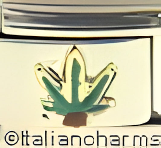 Medicinal Marijuana Leaf