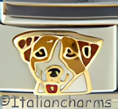 Pedigree Jack Russell Dog with Tongue