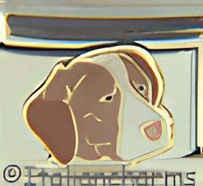 Brittany Spaniel