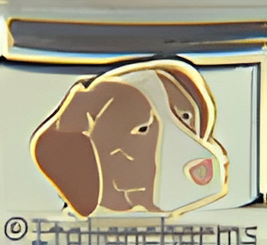 Brittany Spaniel