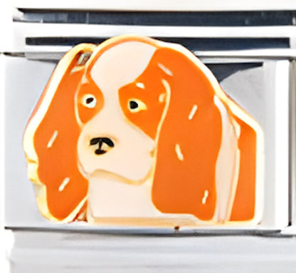 K. Charles Spaniel