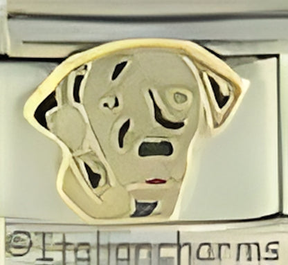White Pedigree Dalmatian Dog