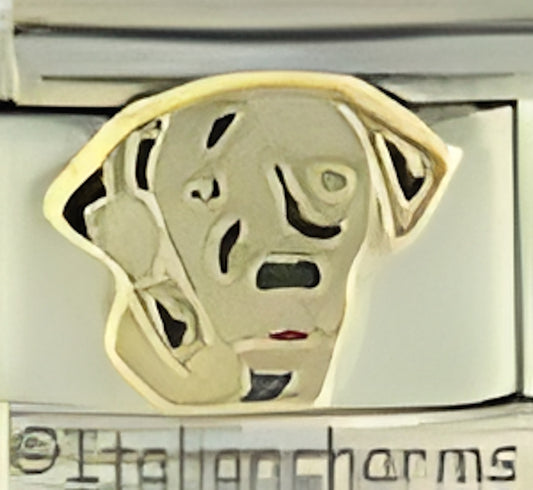 White Pedigree Dalmatian Dog