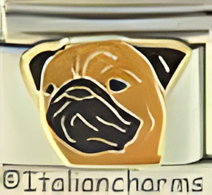 Pedigree Pug Dog