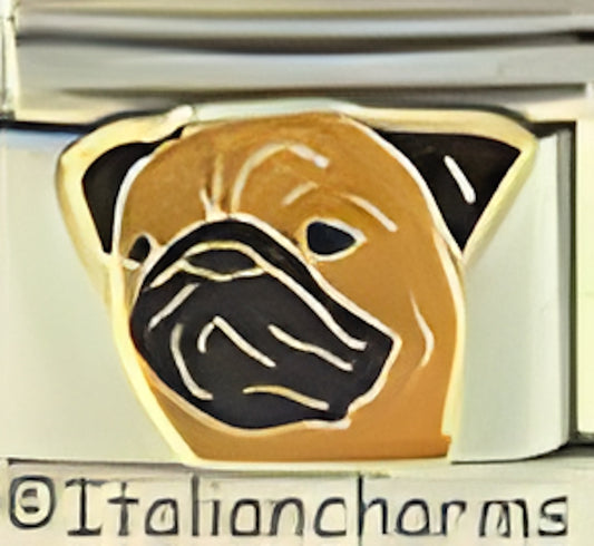 Pedigree Pug Dog