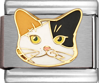 Calico Cat