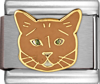 Red Burmese Cat